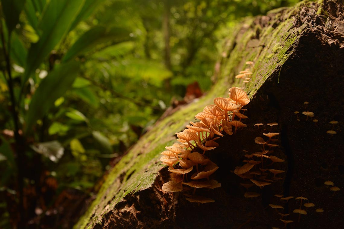 Mulu National Park