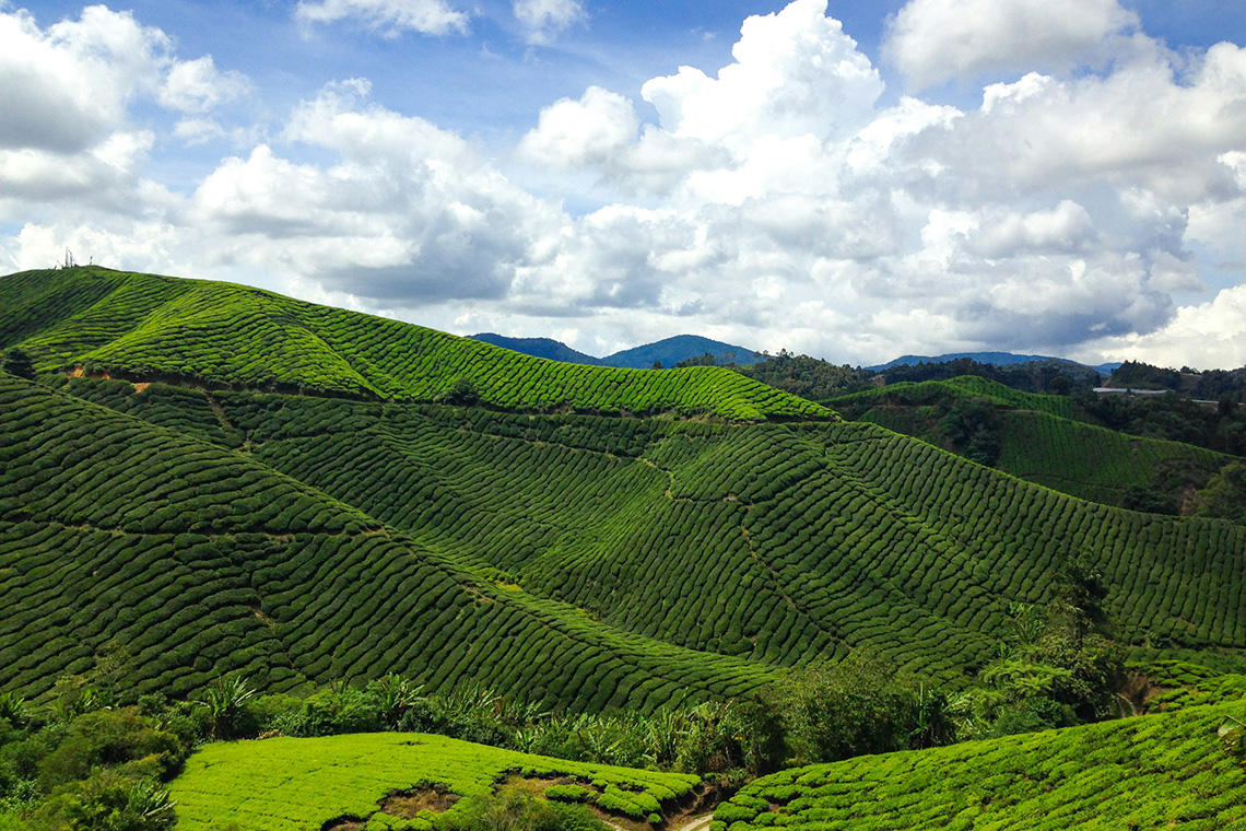 cameron highlands