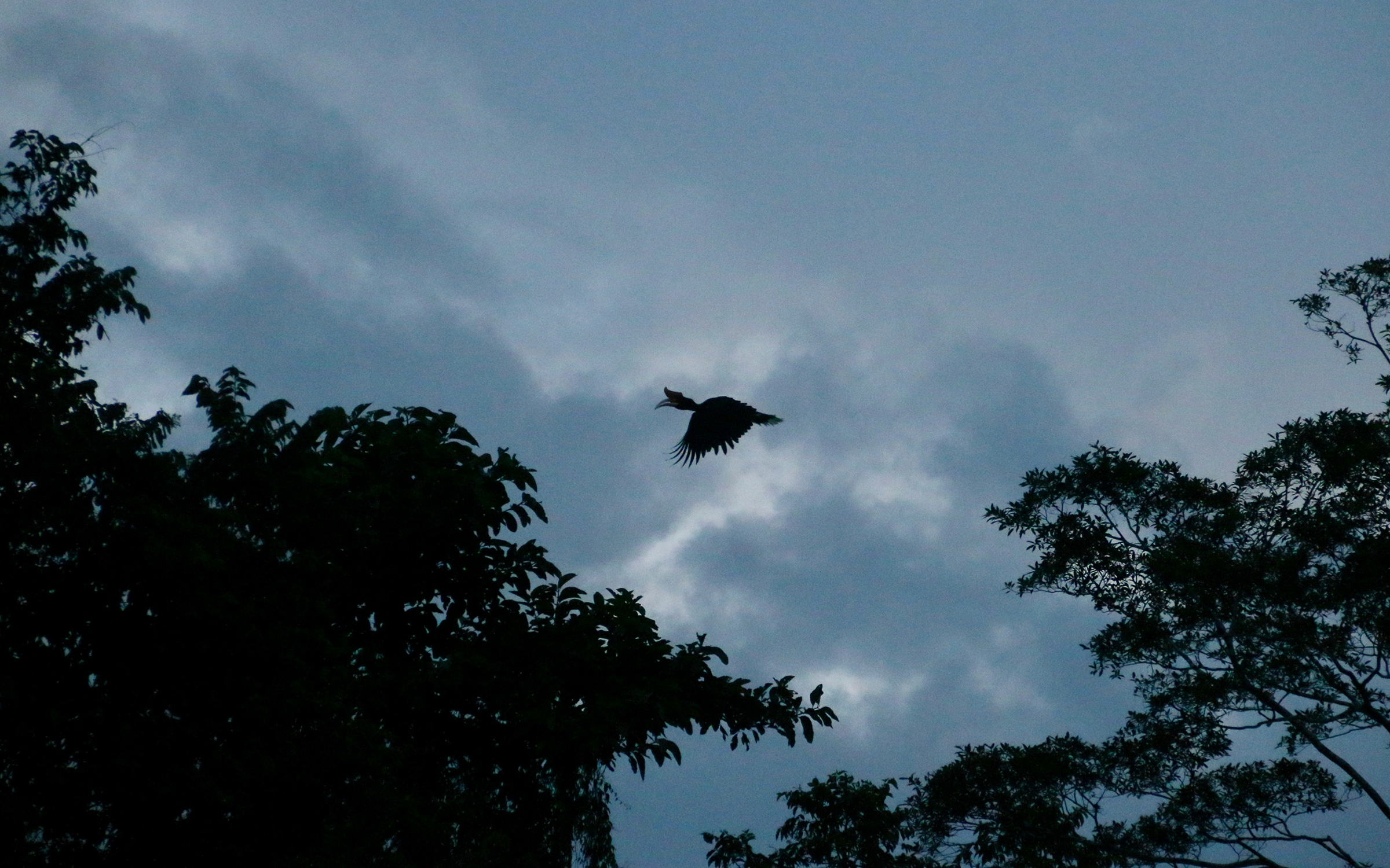 Wildlife experiences you can only have in Malaysian Borneo