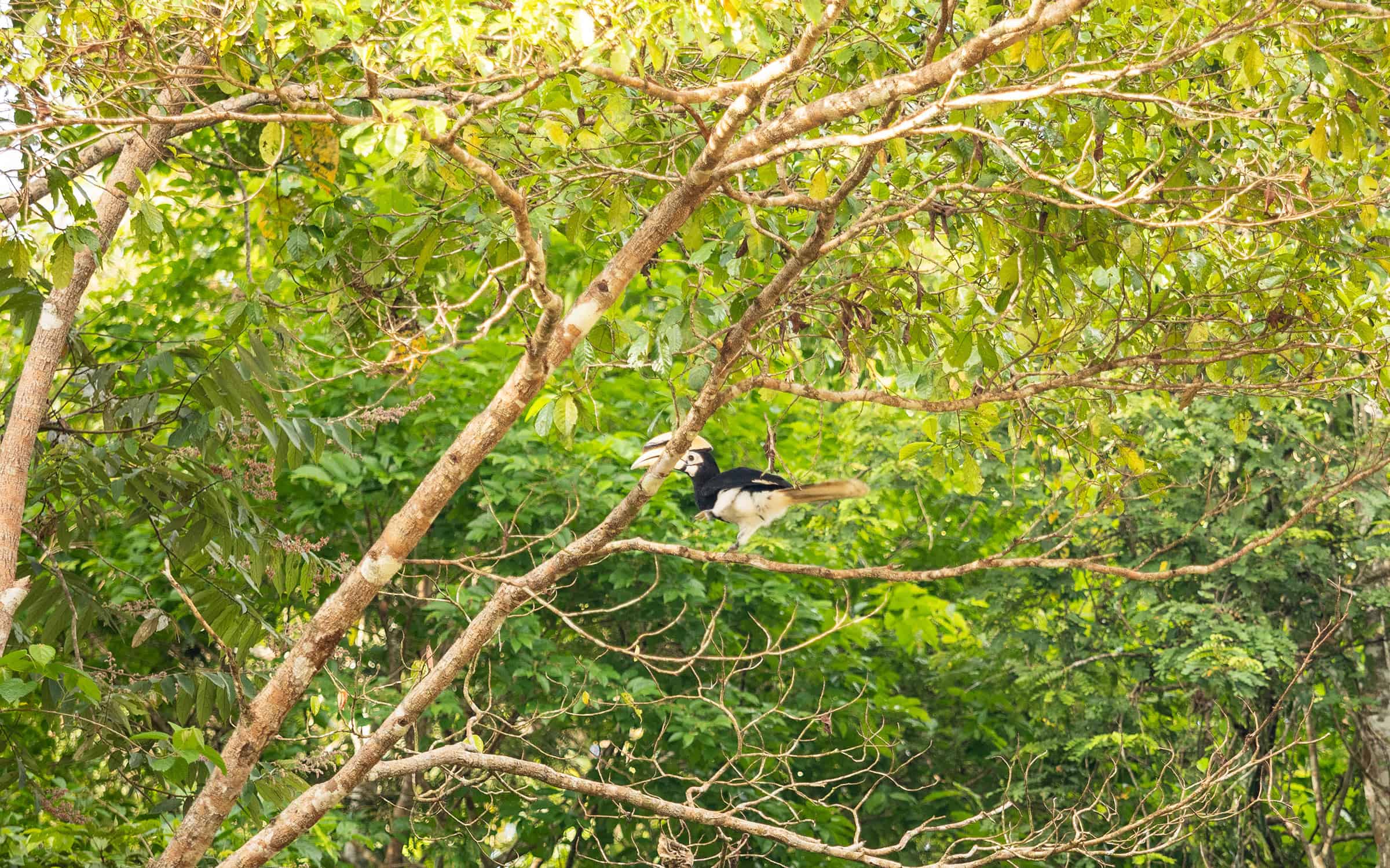 Why Malaysia is one of the most underrated destinations for wildlife holidays