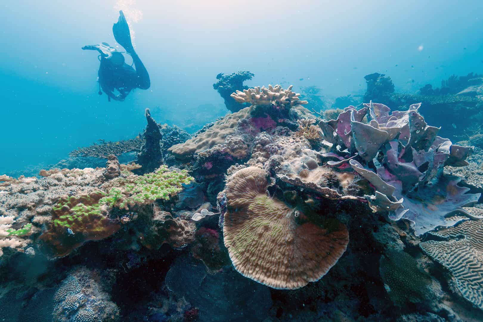 Underwater world of Malaysia
