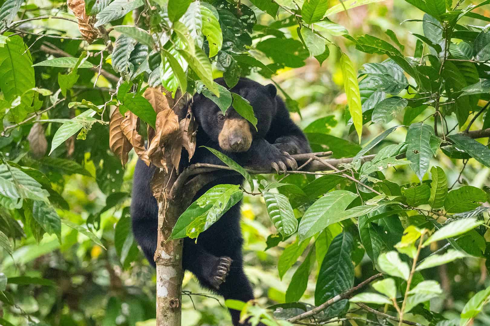 Sunbear in Malaysia