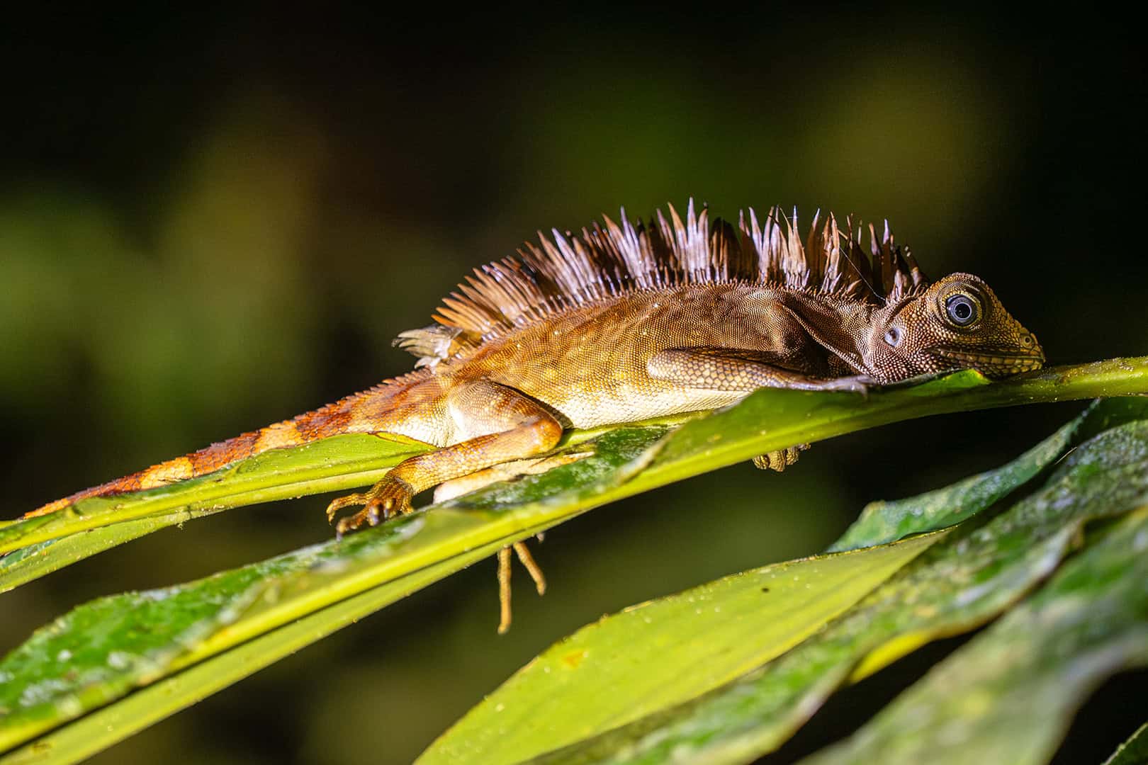 Lizzard in Malaysia