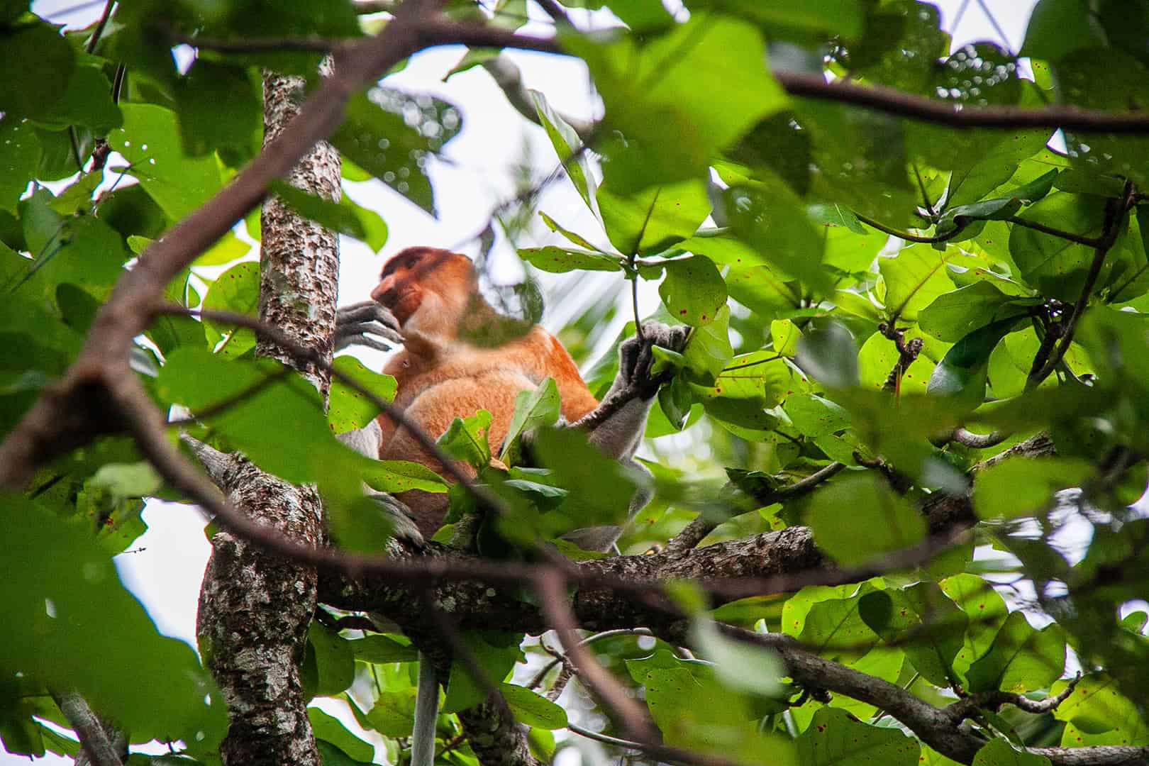 Proboscis in Malaysia