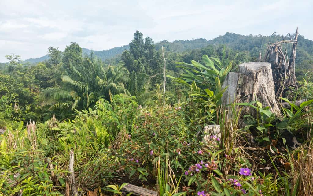 Deep in the Jungle of Sarawak