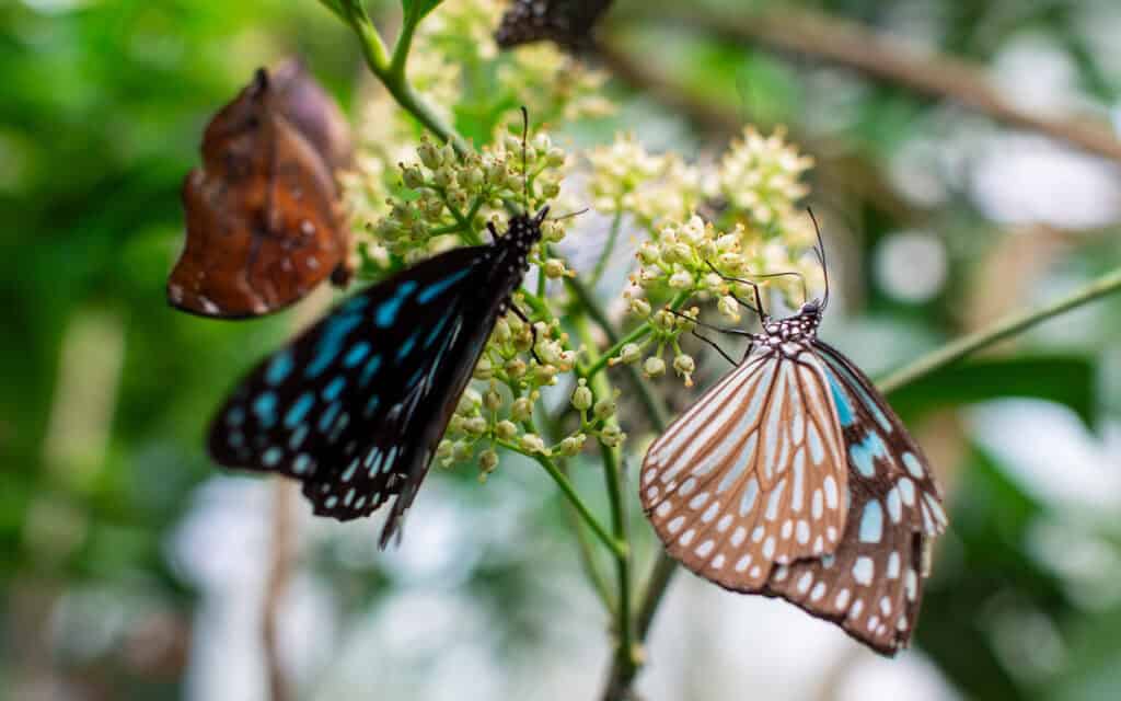 The Must-Visit Places in Malaysia