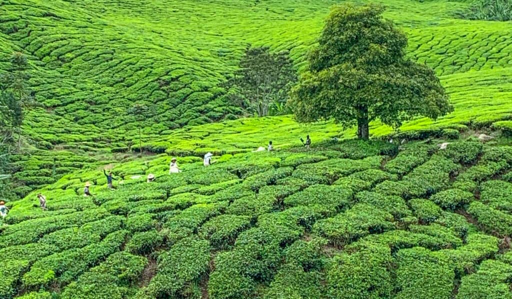 Best Trekking Destinations in Asia for All Fitness Levels