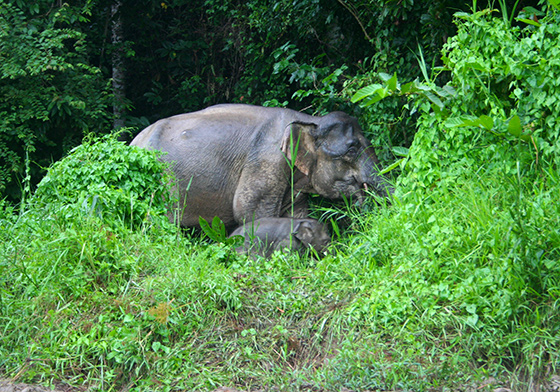 kids-travels-kinabatangan-river