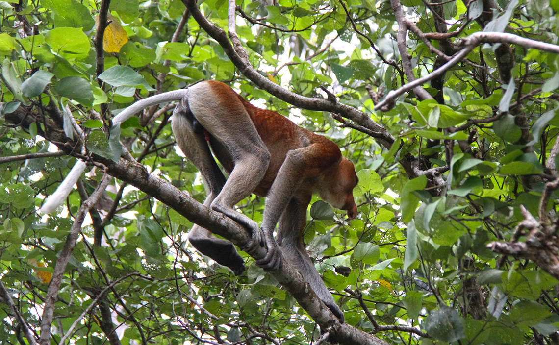 Nature Parks in Malaysia