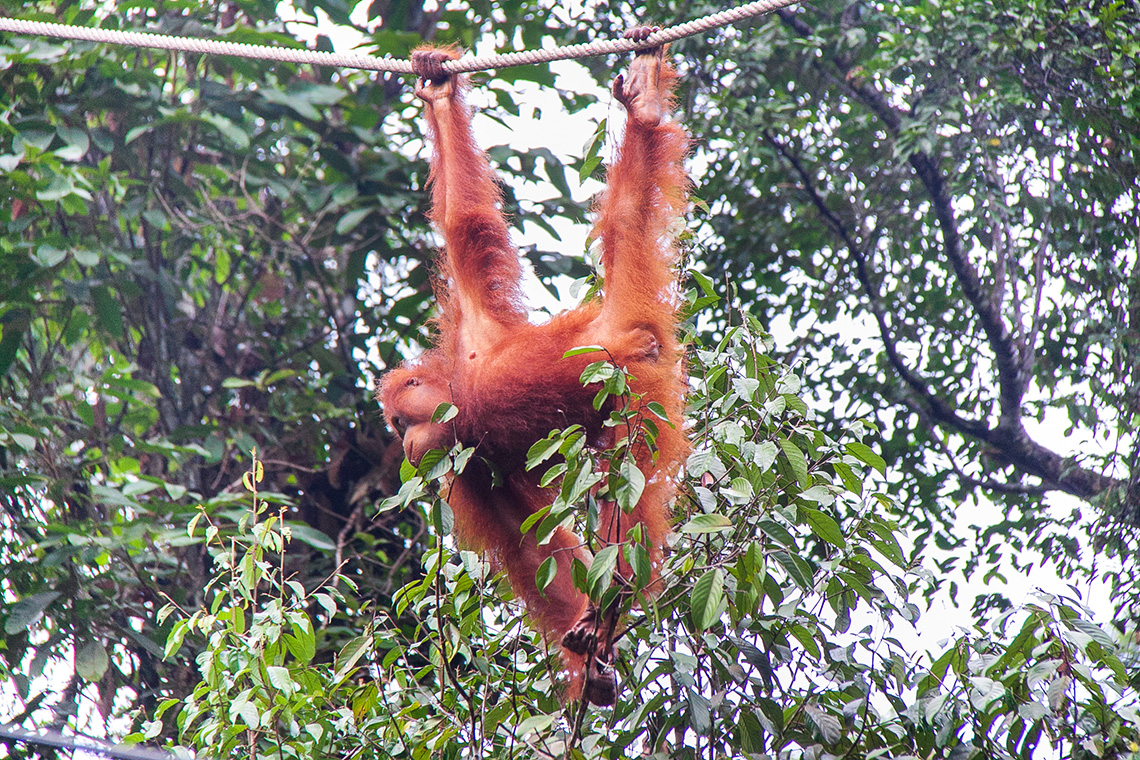 Orangutan in Sarawak