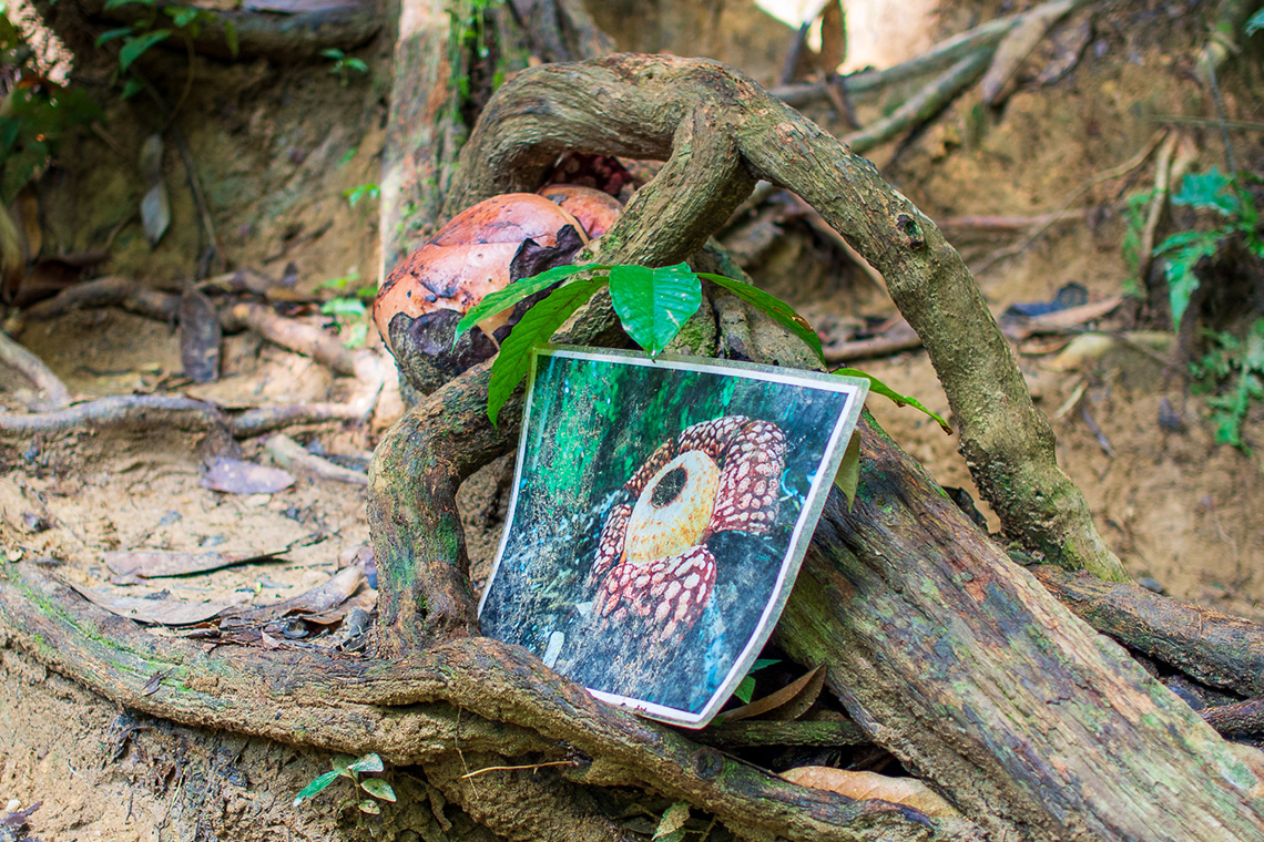 Rafflesia in Malaysia