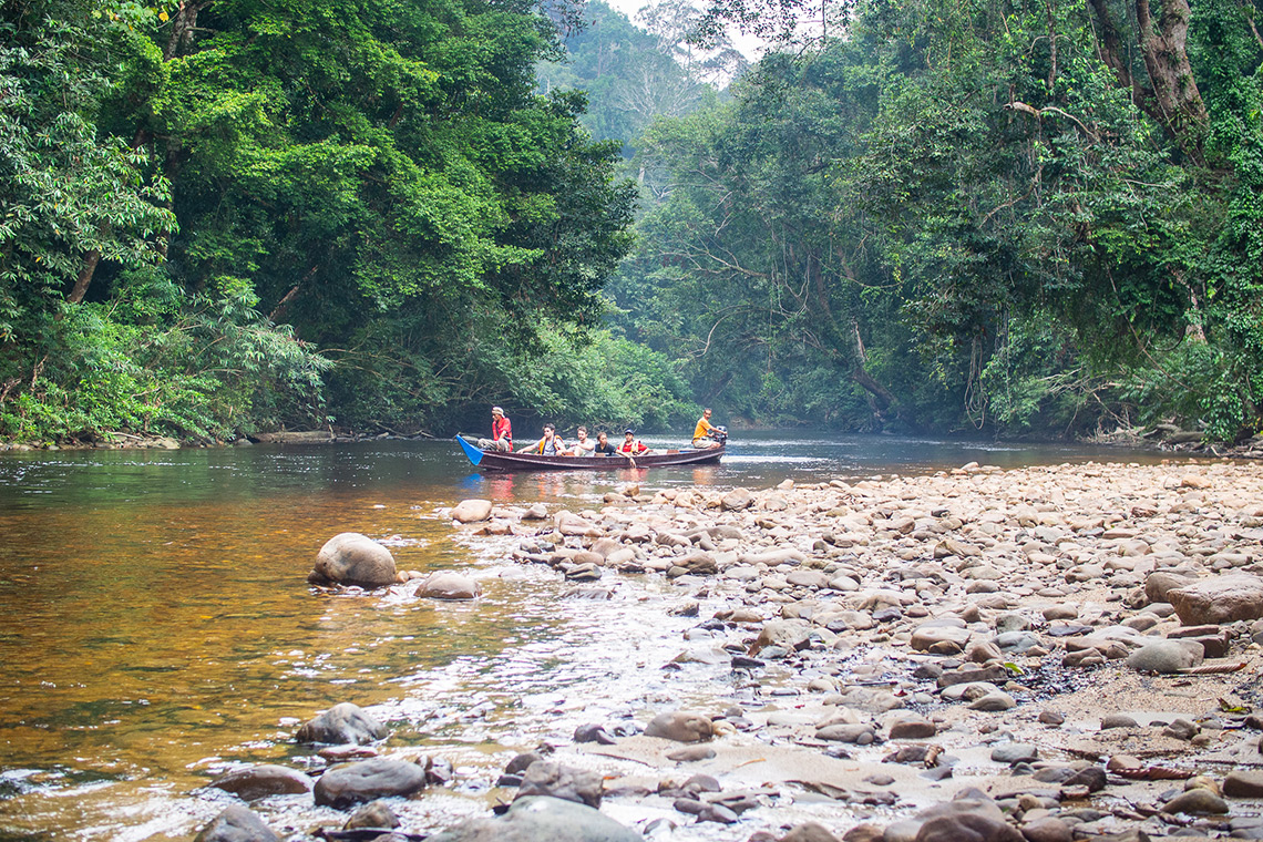 Jungles of Malaysia