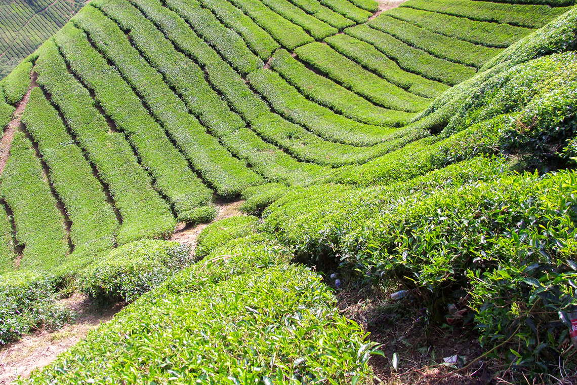 Cameron Highlands