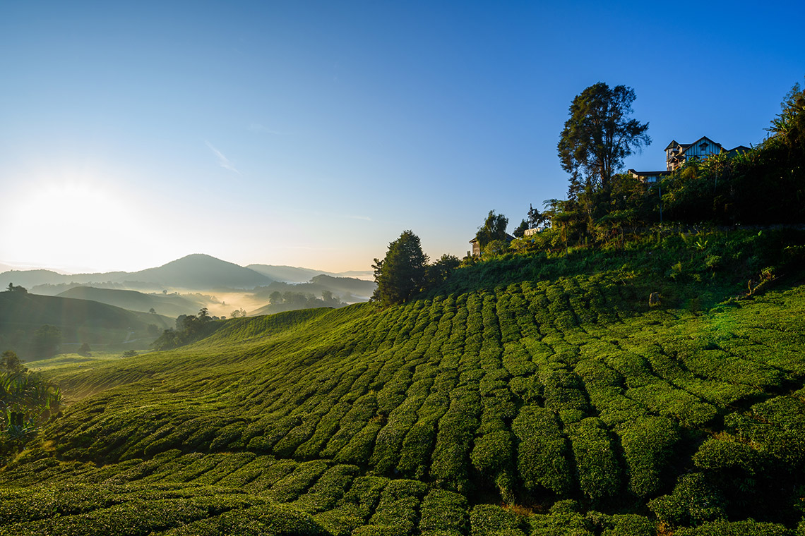 Cameron Highlands