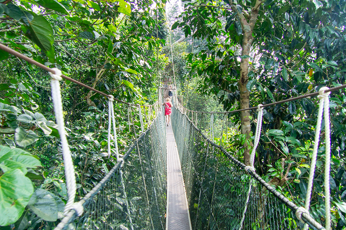 Jungle treetop walk in Taman Negara